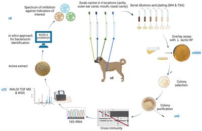 Screening canine sources for novel antimicrobials reveals the circular broad-spectrum bacteriocin, caledonicin, produced by Staphylococcus caledonicus